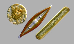 Diatoms